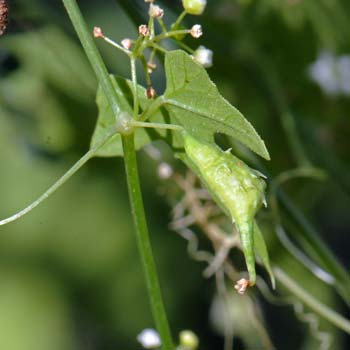 Brandegea bigelovii, Desert Starvine, Southwest Desert Flora